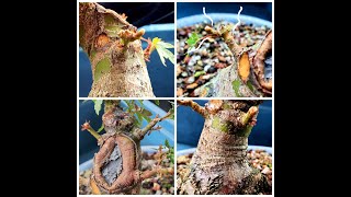 Growing Japanese Maple Kotohime for Bonsai mid to late summer [upl. by Atekehs]