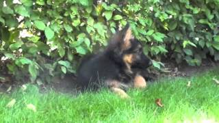 Duitse herder pups te koop langhaar [upl. by Ileek]