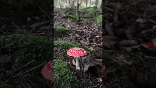 Red fly agaric in the black woods germany redflyagaric blackwoods nature [upl. by Oilcareh]