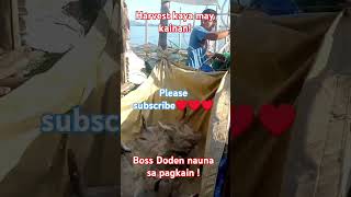 Boss Doden una sa kainan😂😂shortsmilkfish harvest [upl. by Cele676]