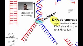 DNA Replication SL IB Biology [upl. by Yelsel]