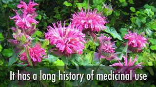 The Benefits of Growing Bee Balm Bergamot in Your Garden [upl. by Ahsap]