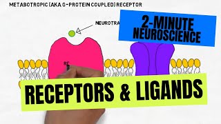 2Minute Neuroscience Receptors amp Ligands [upl. by Mcgill]