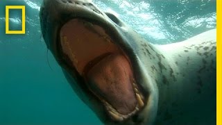 Diver Encounters Deadly 13Foot Leopard Seal  National Geographic [upl. by Kal158]