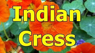 Indian Cress  Tropaeolum majus HD Video 01 [upl. by Aniroc911]