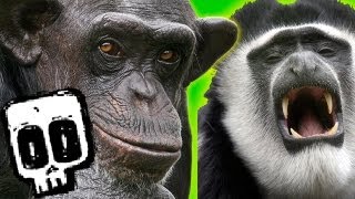 Chimps vs Colobus  Deadliest Showdowns Ep 5  Earth Unplugged [upl. by Nivled]