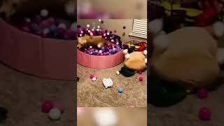 17funny cat pet catcat catshorts funnycats catvideos foryou fyp fypシ゚viral fypyoutube [upl. by Galven]