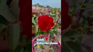 Gulab ka phool ke liye like subscribe 🙏 [upl. by Thane]