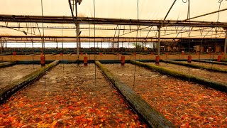 CRAZY Millions of fish at these farms [upl. by Steen]