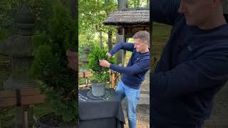 Making a Hinoki cypress Bonsai shorts craft [upl. by Pasco658]