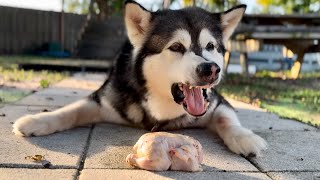 Malamute Insists On Grilled Cornish Hen Then Guards His Food With A Vengeance alaskanmalamute [upl. by Ulla333]