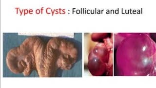 Ovarian Cysts in cattle  Follicular cysts  luteal cysts  cystic ovary  Treatment of Ovarian Cyst [upl. by Mclaurin16]