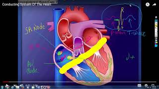 Cardiac action potential [upl. by Llevra129]