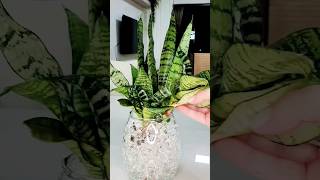 Arranjo com espada de São jorge ☘️🌱plants shortvideo gardenflowers [upl. by Aniloj]