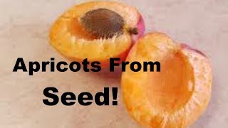 How to Grow Apricots From Seed [upl. by Ienttirb]