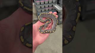 THIS BABY SNAKE IS GORGEOUS🔥 GHI YB Hypo Ball Python😍 [upl. by Marmaduke]