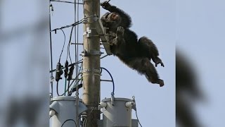 Cha Cha the Chimp Leads Police on Chase After Zoo Escape [upl. by Soinski]