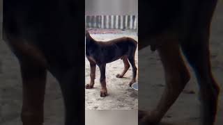 Doberman Puppies sale in Guwahati 🥰 Assam and North East Delivery 📞9435415967 [upl. by Elder136]