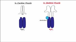 Dantrolene amp Calcium Channel Blockers CCBs [upl. by Lougheed]