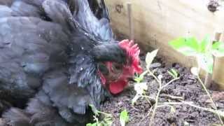 quotBlackiequot the Sick Black Australorp Dust Bathing and Purring [upl. by Noel]