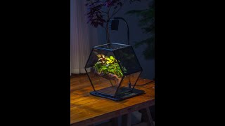 Tutorial build a hexagon spider  mantis terrarium [upl. by Ieso]