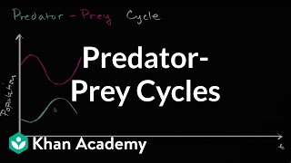 Predator prey cycle  Ecology  Khan Academy [upl. by Okubo417]