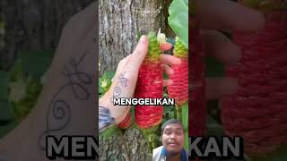 Bunga berbahaya humor memes comedia fruit faktaunik [upl. by Terra217]