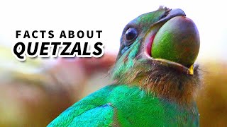 Quetzal Facts BEAUTIFUL BIRDS  Animal Fact Files [upl. by Imak]