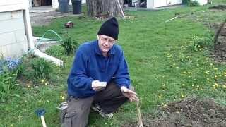 Planting Daikon Radishes Japanese Radish The Wisconsin Vegetable Gardener Straight To The Point [upl. by Dollie716]