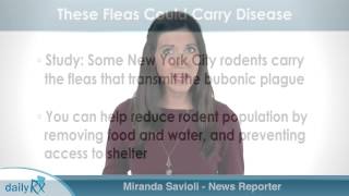 NY Rats with These Fleas Could Carry Disease [upl. by Midis672]