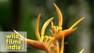 Heliconia Flower [upl. by Foster]