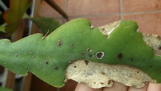 Epiphyllum Plant virus and what it looks like [upl. by Eelibuj]