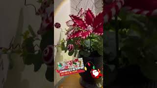 👉7 DIY Enfeites de Natal fácil de fazer‼️Vídeo completo no canal CLICA NO LINK PRA ASSISTIR natal [upl. by Coats]