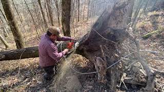 Blown over tree retrieval John Deere 650 stihl 661c Logging [upl. by Ahras]