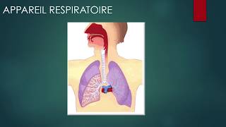 AUSCULTATION PULMONAIRELES CHATS NOIRS DU 3SM [upl. by Enyak306]