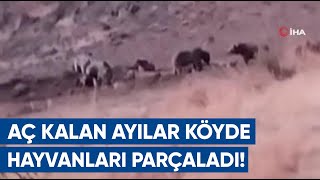 Tuncelide Aç Ayılar Hayvanları Parçaladı  AGRO TV Haber [upl. by Ecydnac]