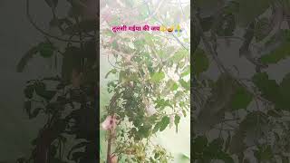 Jai tulsi maiya🪔🔱🙏 indanfestival trendingshorts plzsubscribemychannel [upl. by Leila]