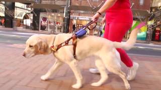 A Friend in Sight Guide Dog Documentary [upl. by Euqenimod936]