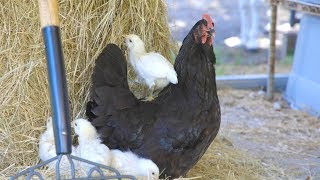 Whats the best bedding for baby chicks [upl. by Krum908]