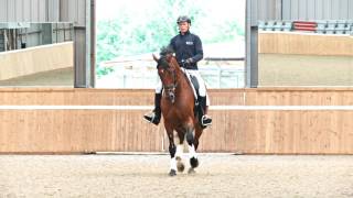 Legyield made easy with dressage rider and trainer Matt Hicks [upl. by Shererd669]