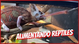 ALIMENTANDO REPTILES Y EXCELENTES TIPS 🐍🦎🐢 [upl. by Erodasi]