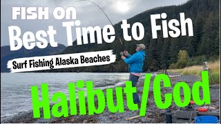 Best Time to surf fish Seward Alaska halibut cod [upl. by Notserp]