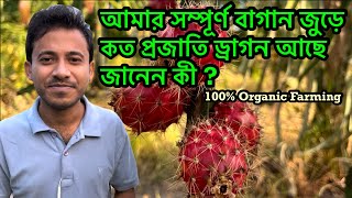 আমার সব ড্রাগন ফলের জাত এক ভিডিওতে দেখুন  See all my dragon varieties in one video [upl. by Noeled79]