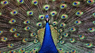 Peacock Call  Peacock Sounds amp Pictures  High Quality Identification [upl. by Farrand]