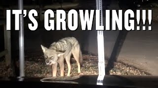 A rabid coyote attacked my car with two of my daughters inside [upl. by Hahcim]