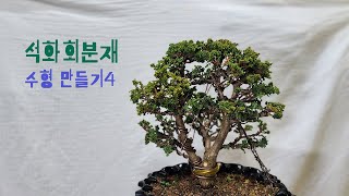 석화회 분재 수형만들기 4 sekka hinoki bonsai [upl. by Leirej]