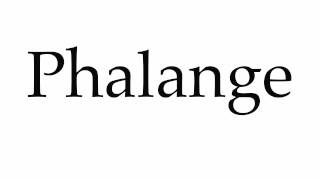 How to Pronounce Phalange [upl. by Gurl983]