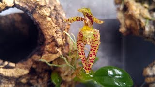 Bulbophyllum lasiochilum [upl. by Tnomyar]