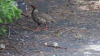 Red Legged Partridge  Alectoris rufa [upl. by Jareb]