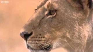 Lioness vs Cheetah  Big Cat Diary  BBC [upl. by Adlihtam]